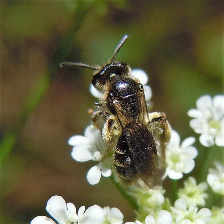 Apidae Andreninae: Andrena sp., femmina