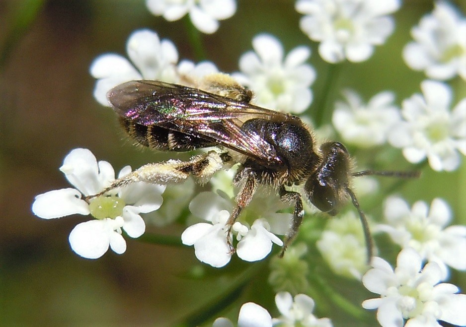 Apidae Andreninae: Andrena sp., femmina