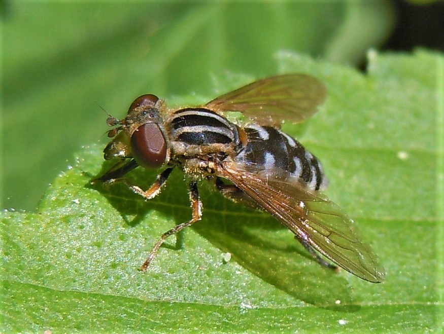 Syrphidae: Anasimyia lineata? S, femmina