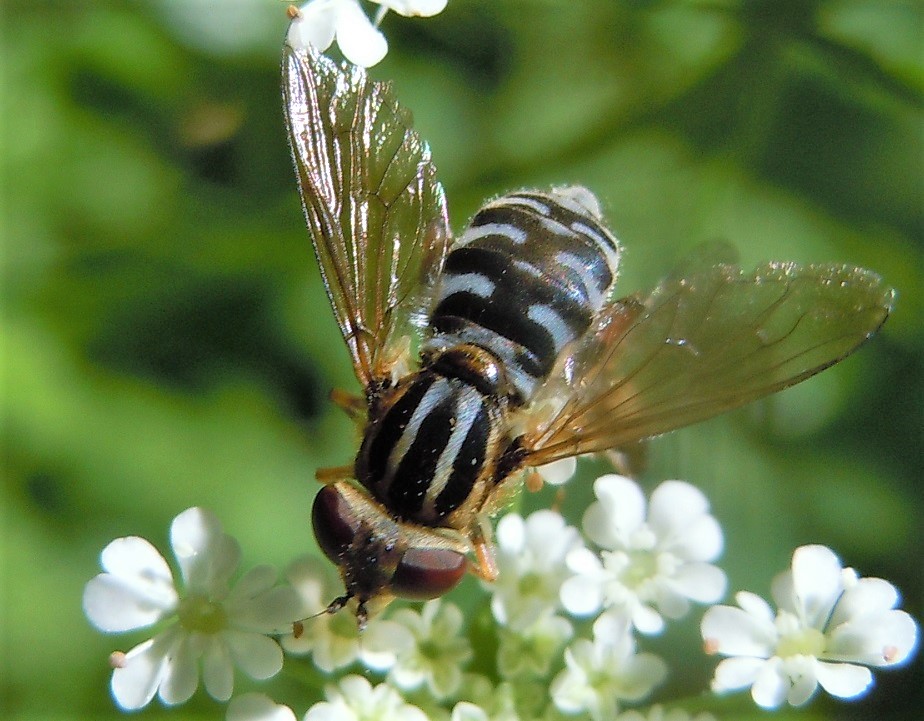 Syrphidae: Anasimyia lineata? S, femmina