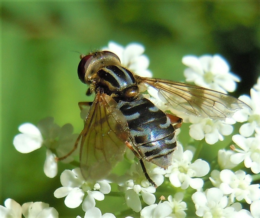 Syrphidae: Anasimyia lineata? S, femmina