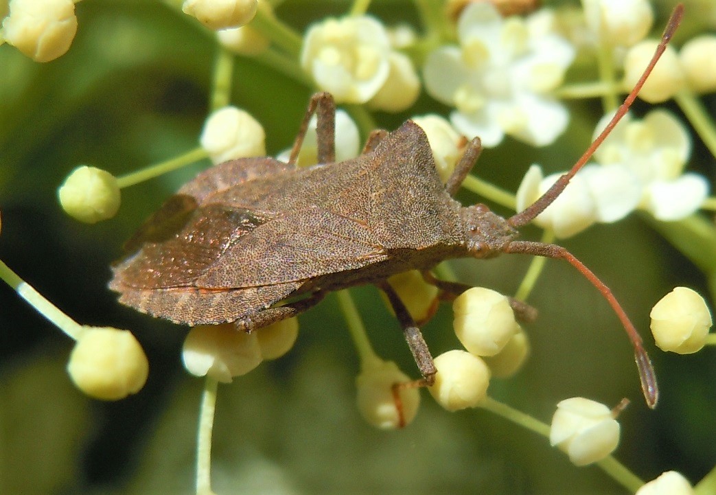 Coreus marginatus