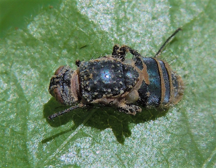 Calliphoridae parassitato da fungo