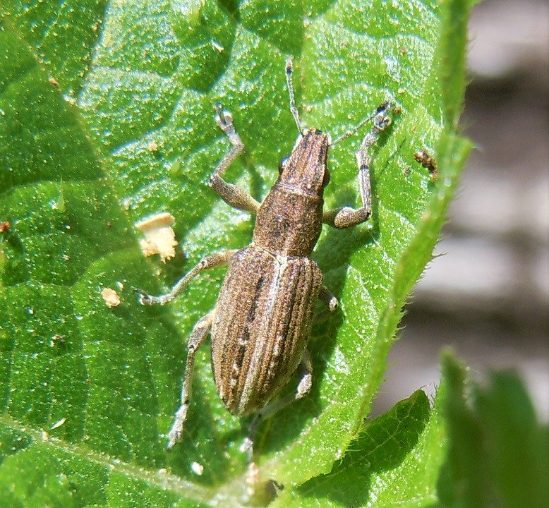 Curculionidae: Charagmus intermedius? Charagmus cfr. griseus