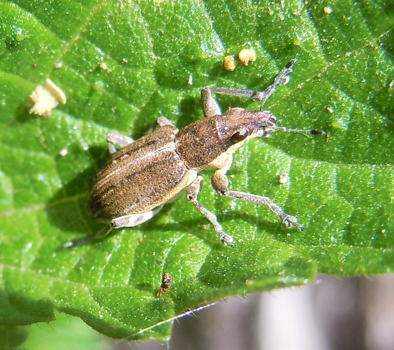 Curculionidae: Charagmus intermedius? Charagmus cfr. griseus