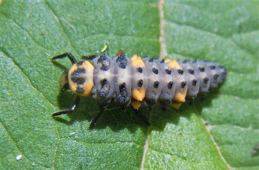 Larva di Coccinella septempunctata