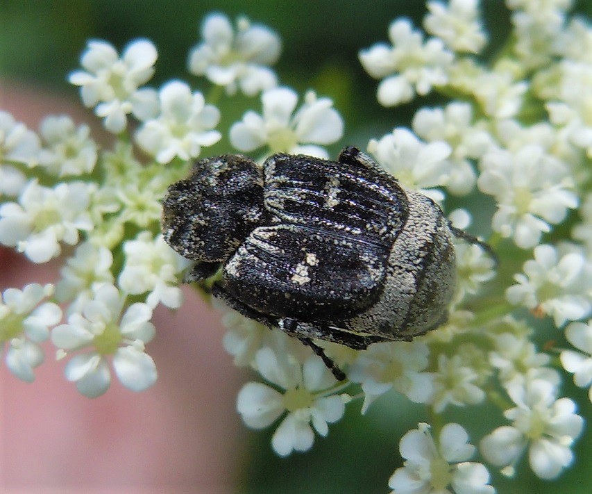 Valgus hemipterus