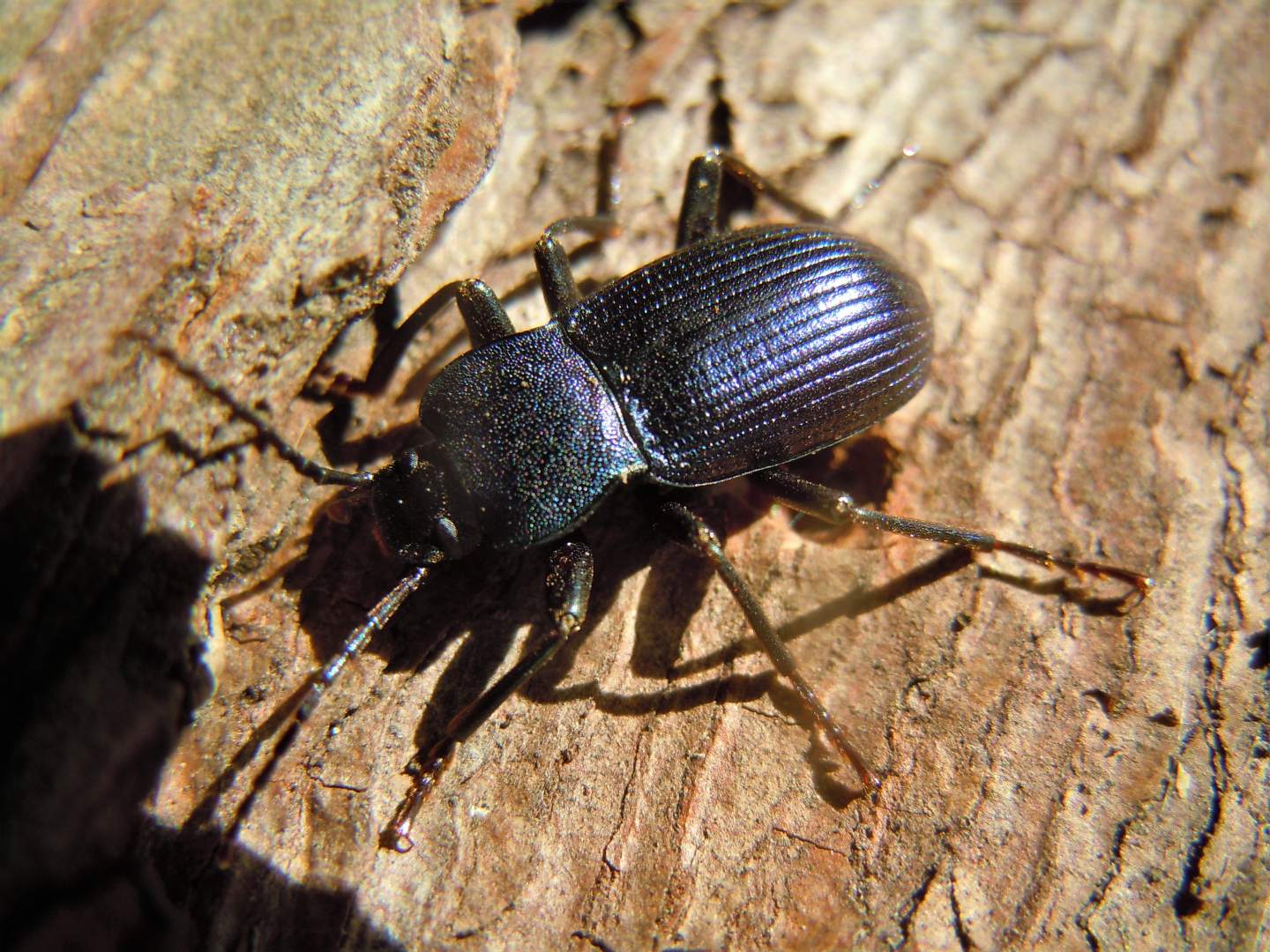 Tenebrionidae: Helops coeruleus?  Helops rossii