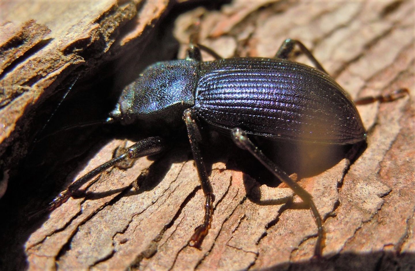 Tenebrionidae: Helops coeruleus?  Helops rossii