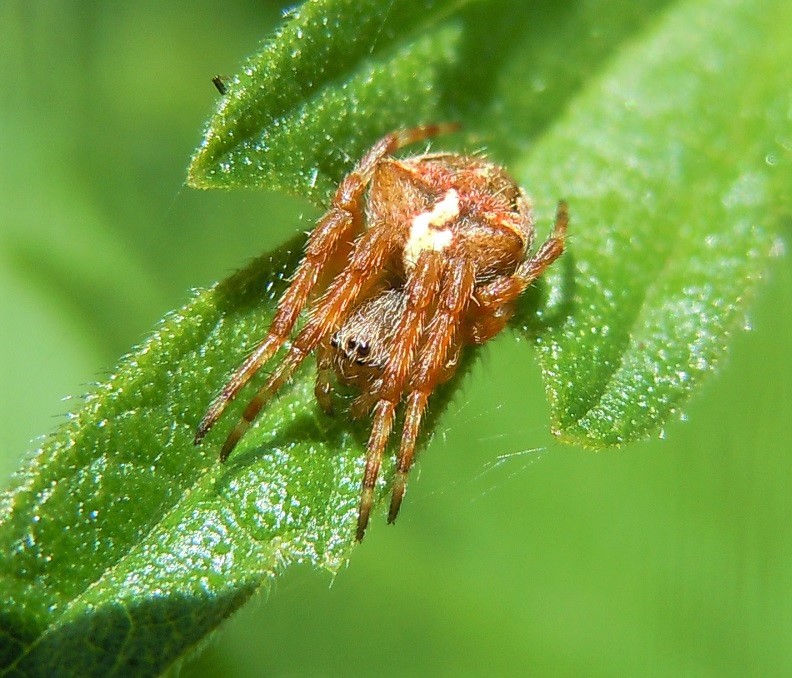 Araneus angulatus? Sì