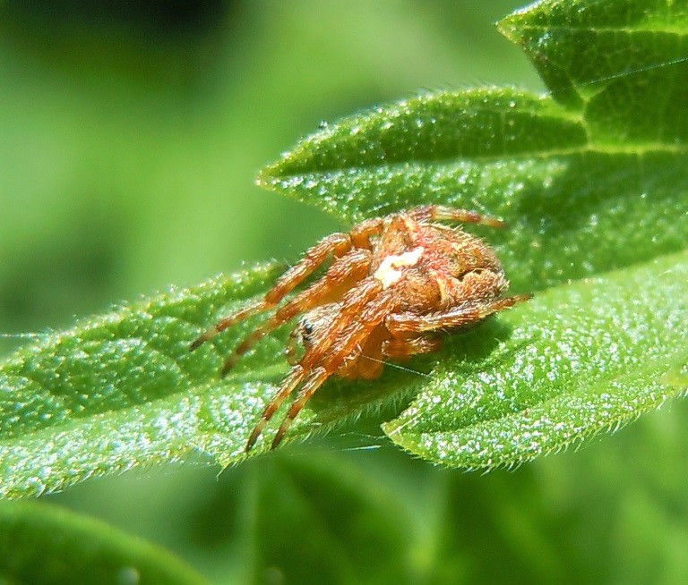 Araneus angulatus? Sì