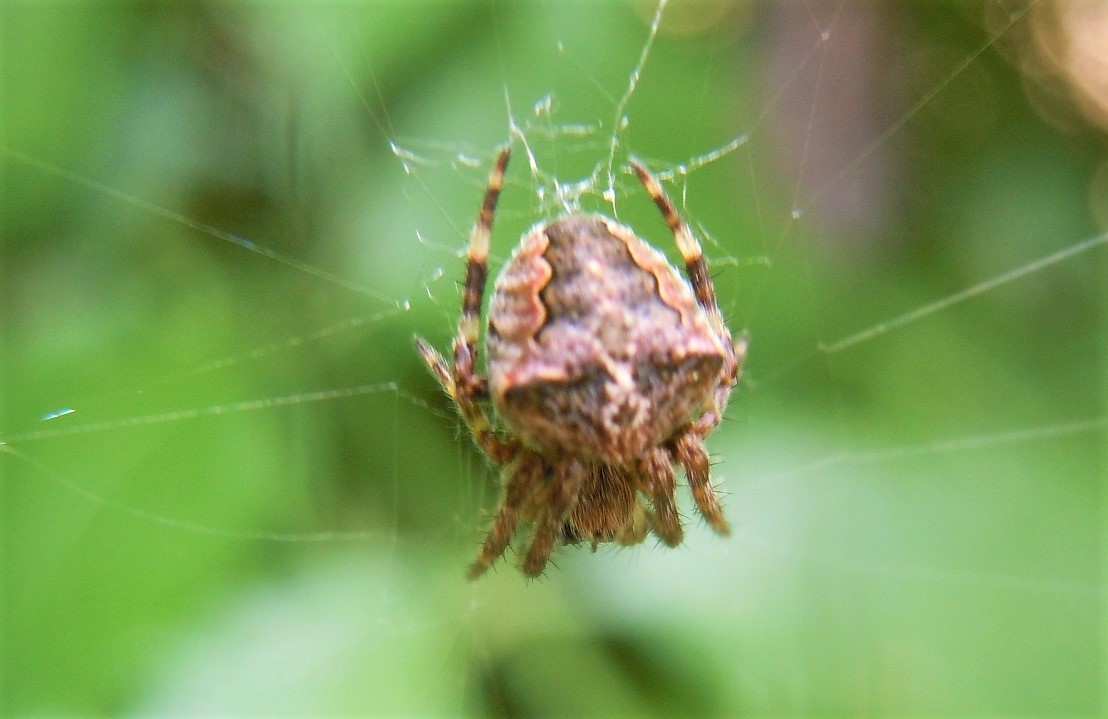 Araneus angulatus? Sì
