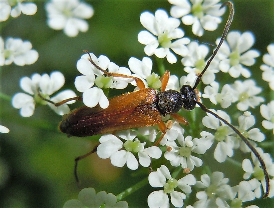 Cerambycidae: Alosterna tabacicolor?  S, maschio