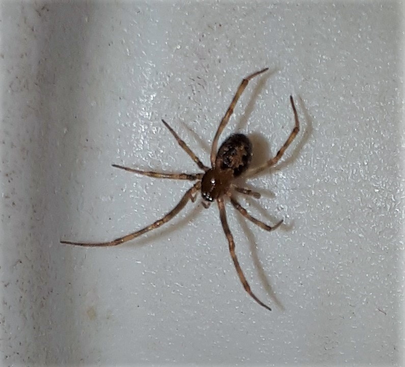 Steatoda sp.