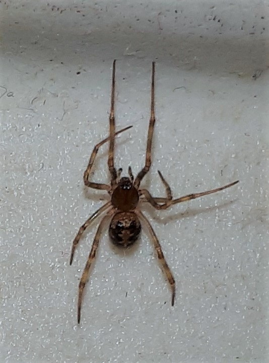 Steatoda sp.