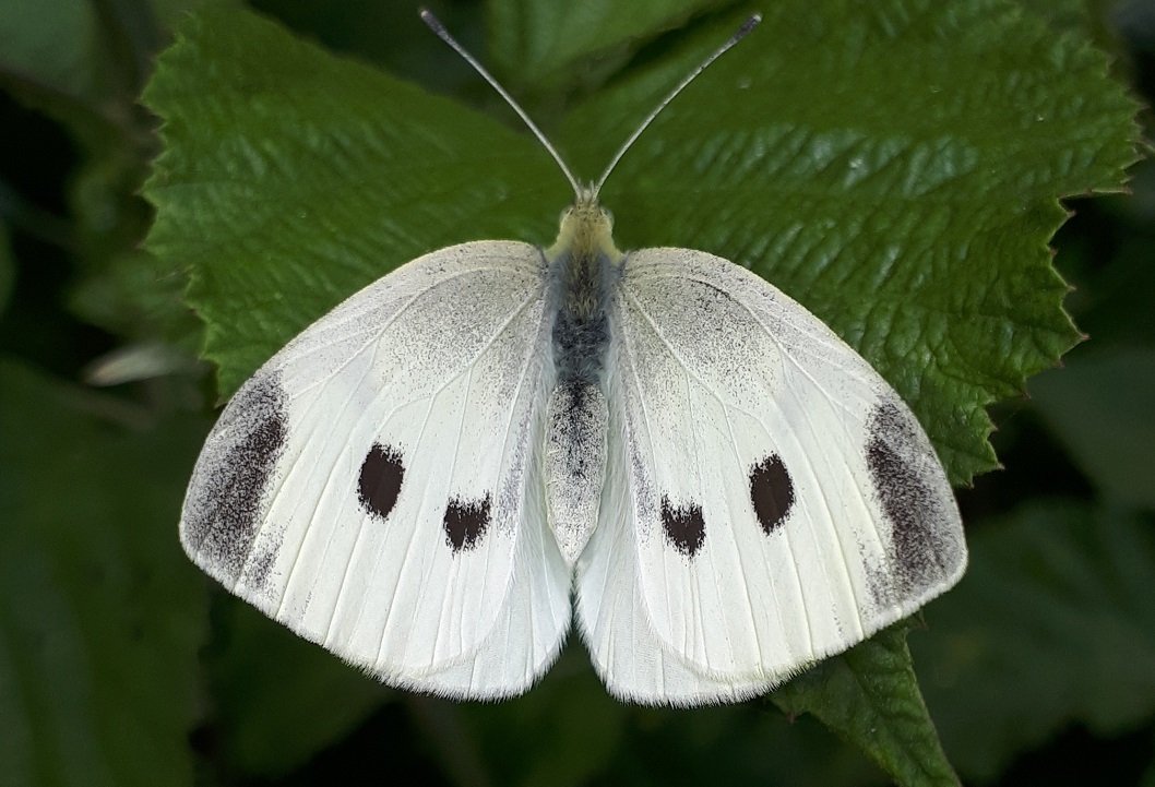 Pieris rapae femmina?  S