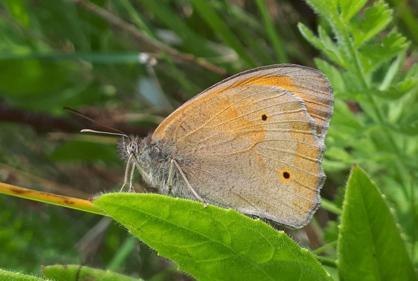 Maniola jurtina