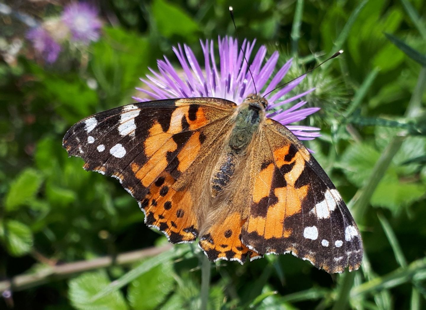 Vanessa cardui