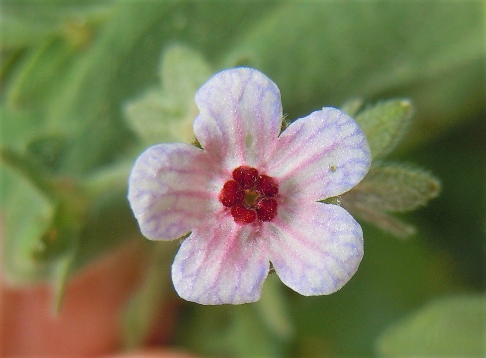 Cynoglossum creticum?