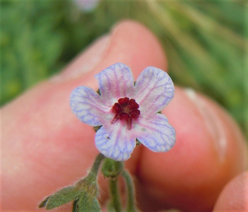 Cynoglossum creticum?