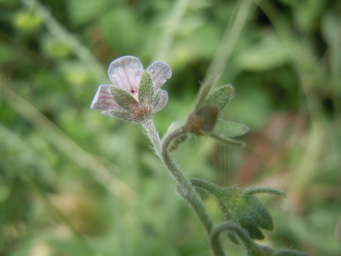 Cynoglossum creticum?