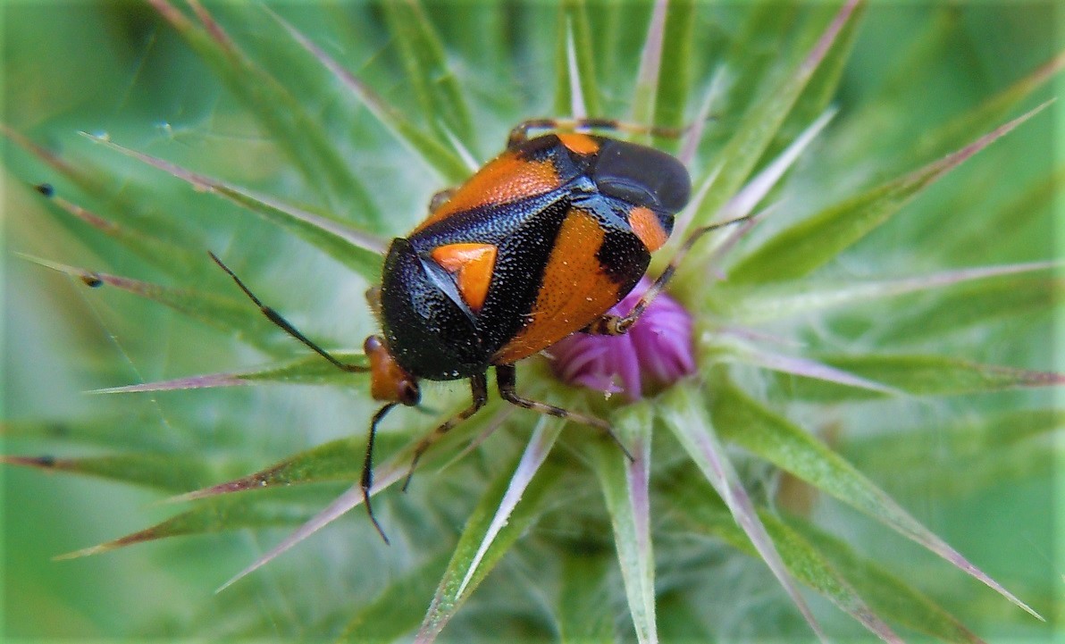 Deraeocoris schach