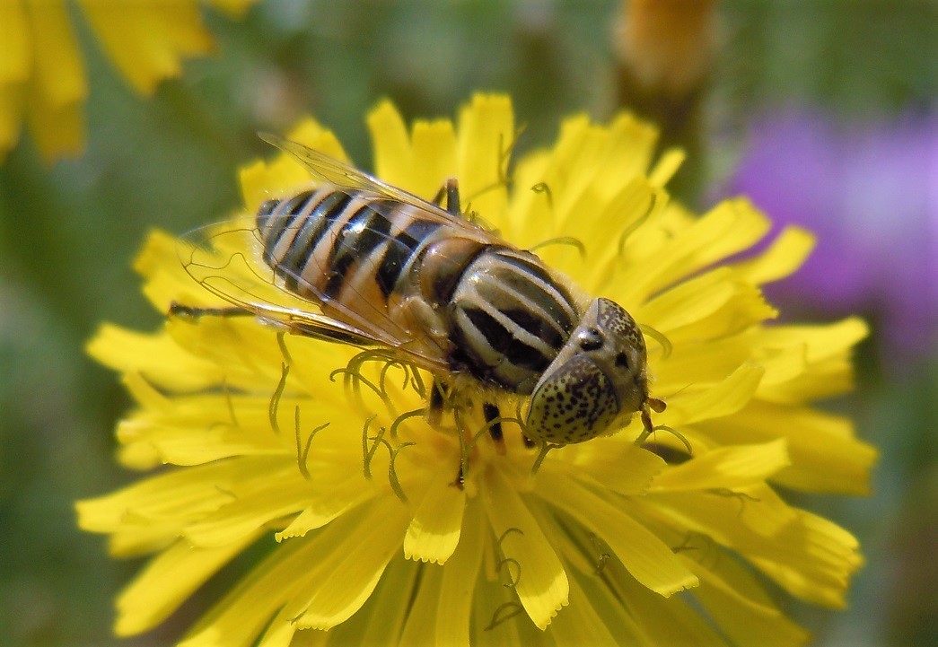 Eristalinus megacephalus