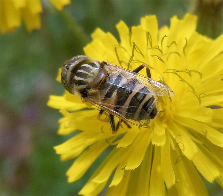 Eristalinus megacephalus