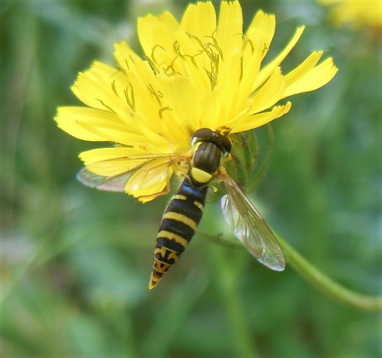 Sphaerophoria scripta,  femmina