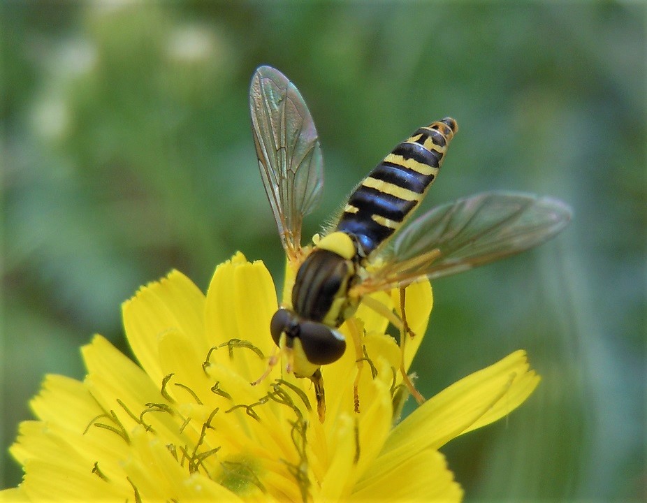 Sphaerophoria scripta,  femmina