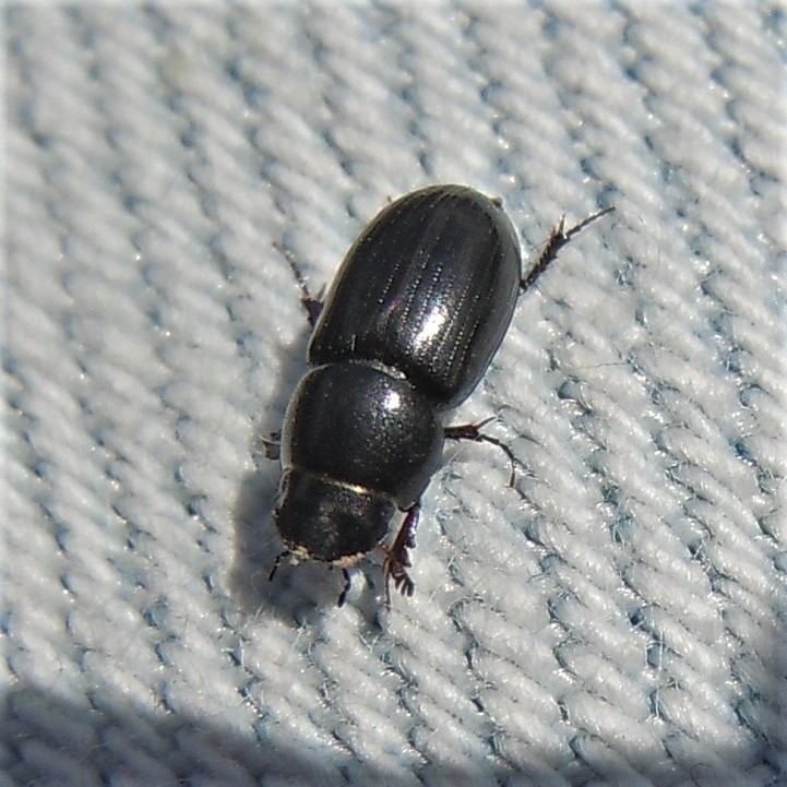 Calamosternus granarius?