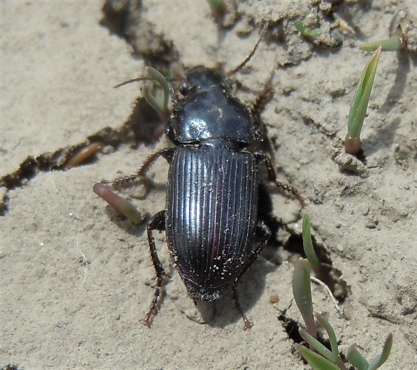 Harpalus impressipennis