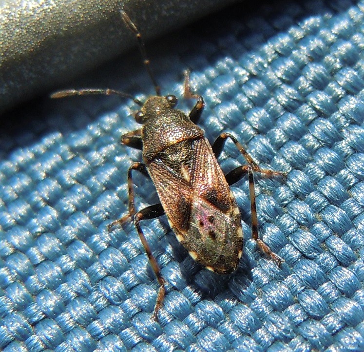 Heterogaster urticae?