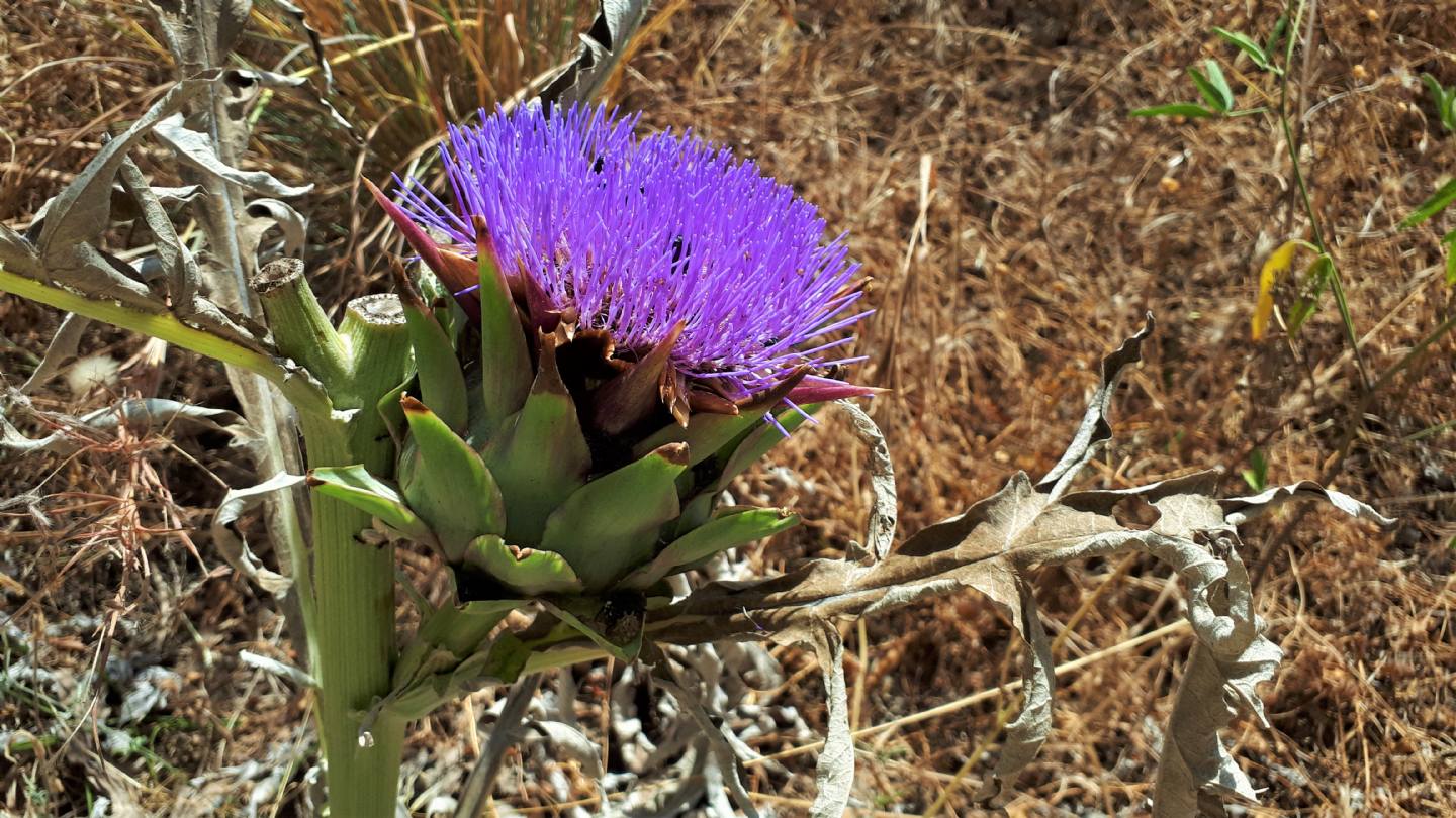 Cynara cardunculus