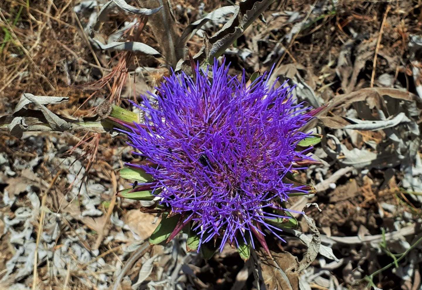 Cynara cardunculus
