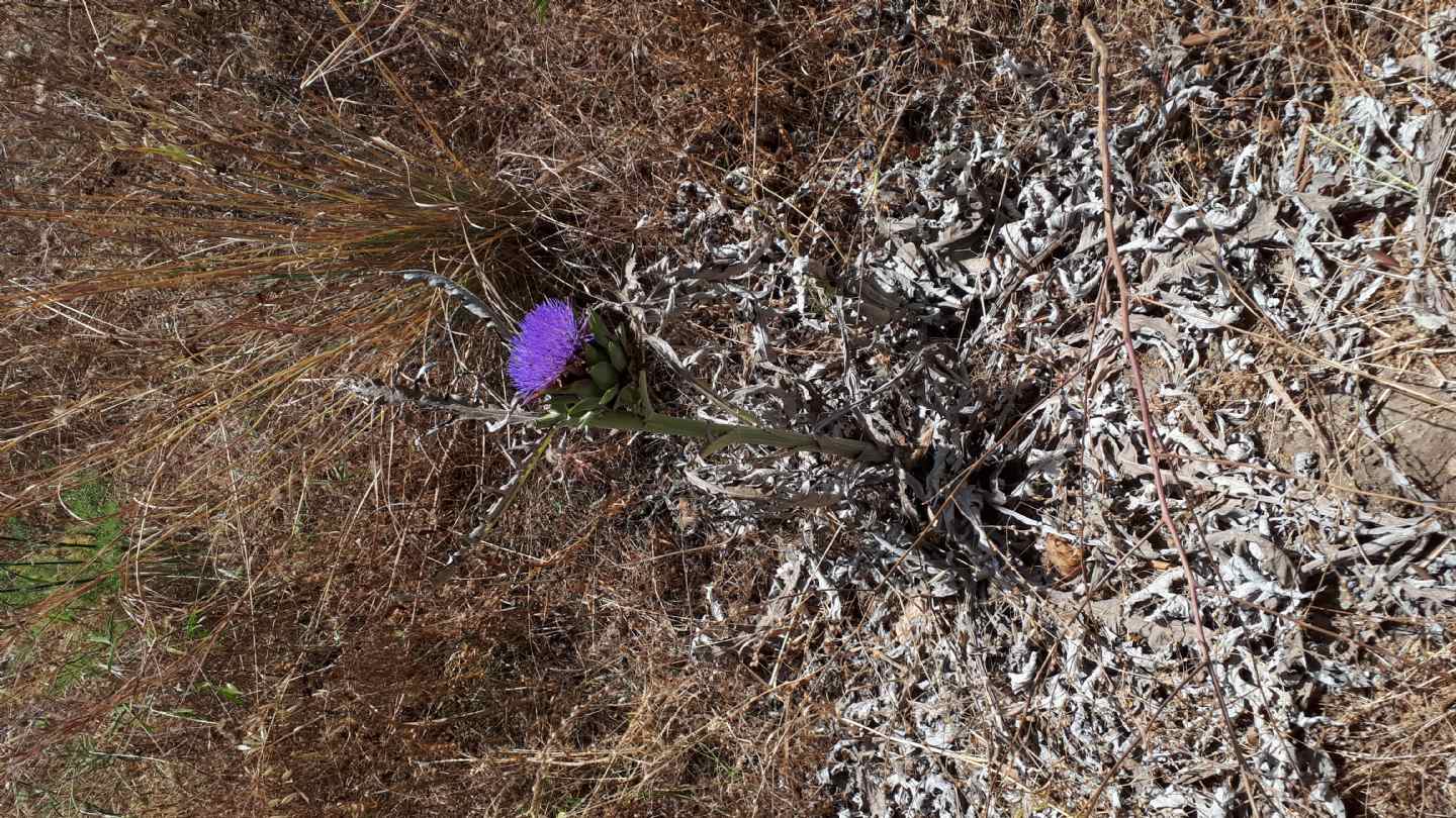 Cynara cardunculus