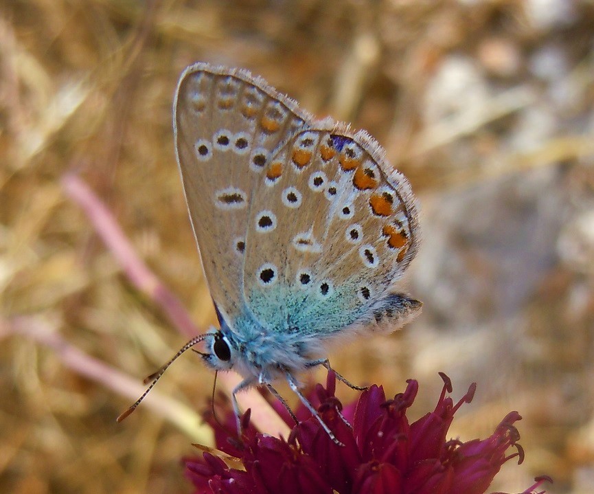 Polyommatus bellargus maschio? No, Polyommatus icarus