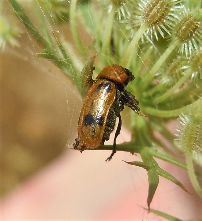 Chrysomelidae: femmina di Macrolenes dentipes