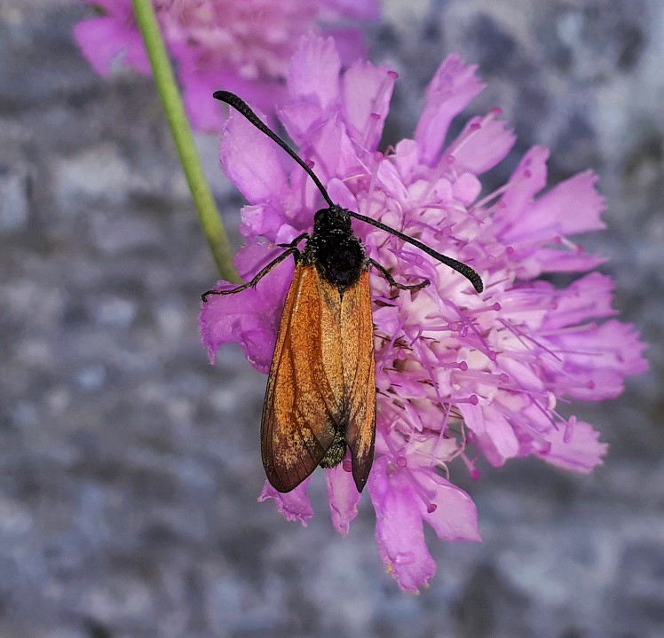 Zygaena da identificare