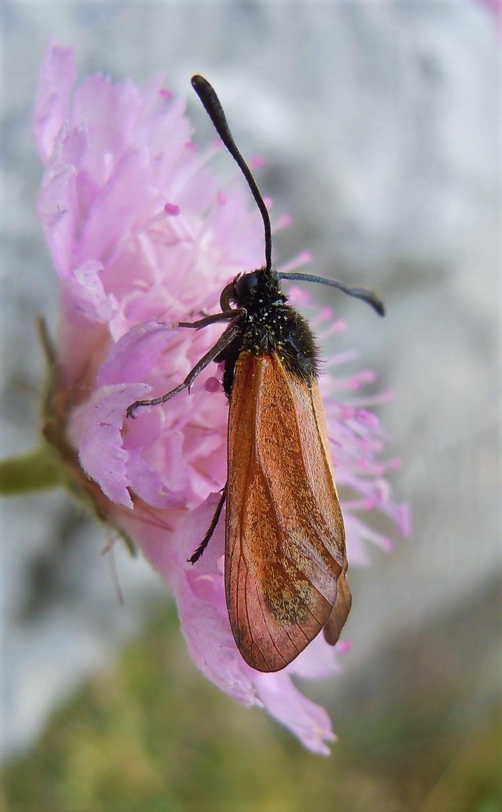 Zygaena da identificare