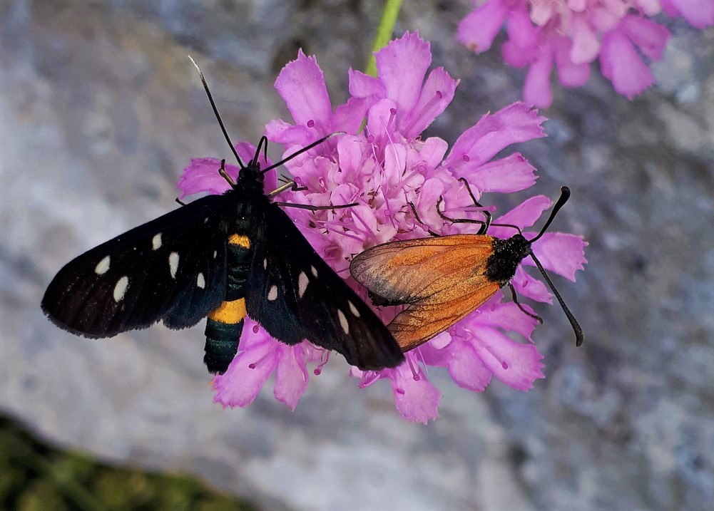 Zygaena da identificare