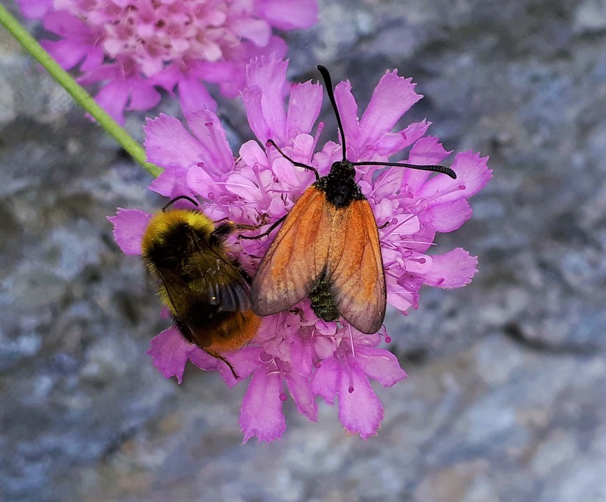 Zygaena da identificare