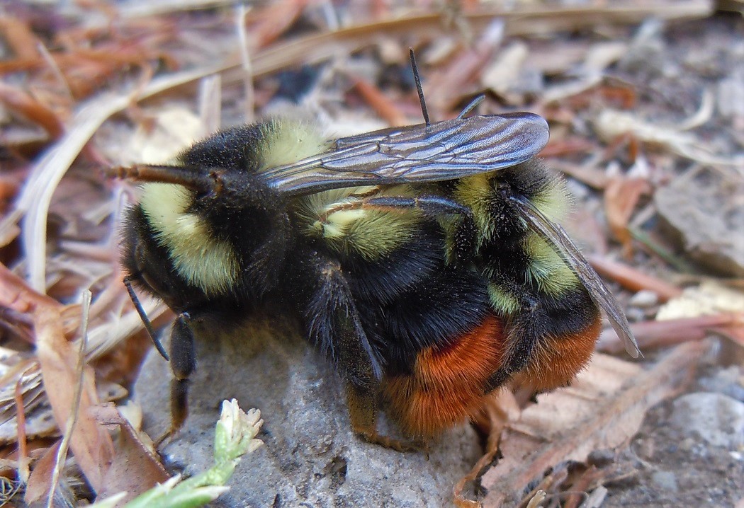 Apidae: Bombus (Melanobombus) lapidarius ssp. decipiens