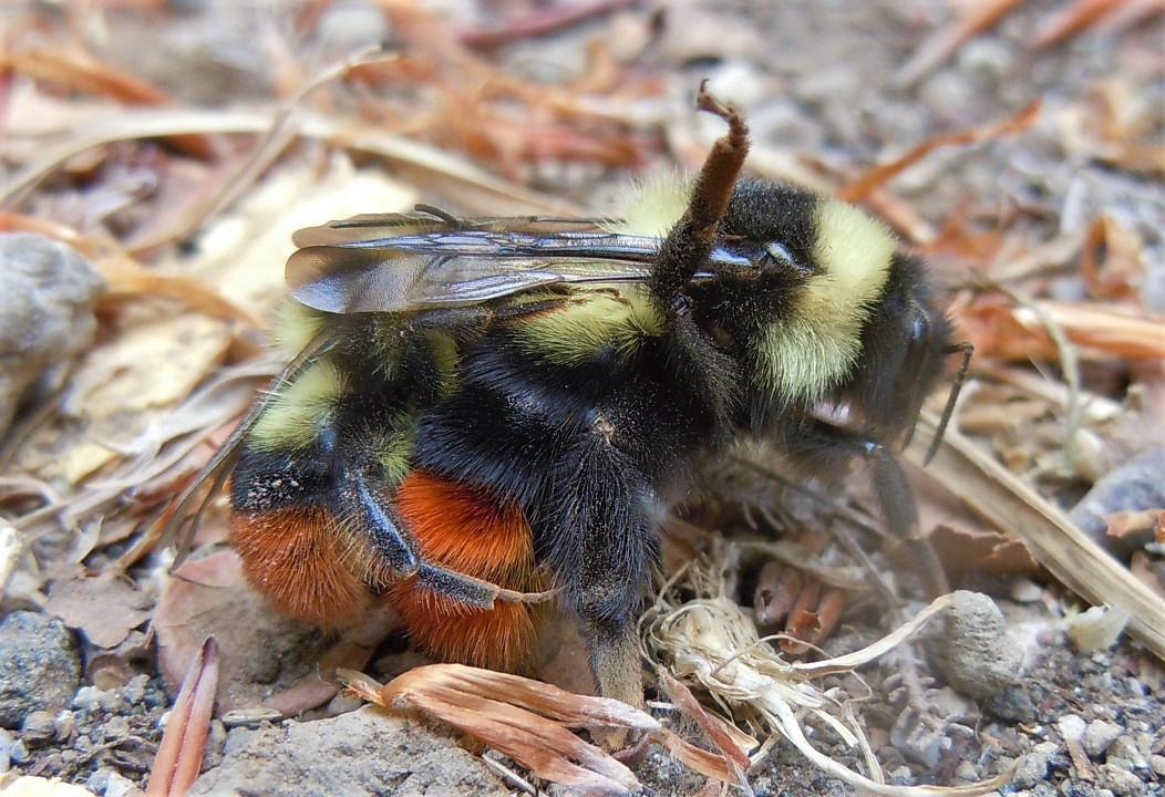 Apidae: Bombus (Melanobombus) lapidarius ssp. decipiens