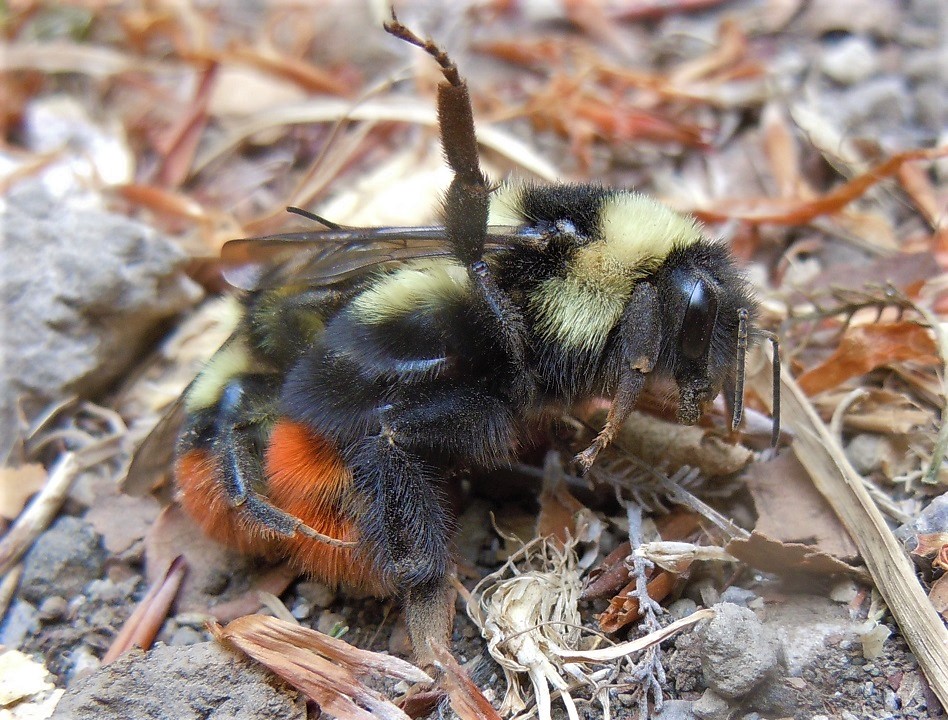 Apidae: Bombus (Melanobombus) lapidarius ssp. decipiens