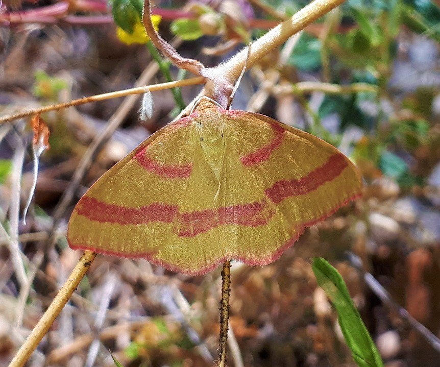 Rhodostrophia calabra