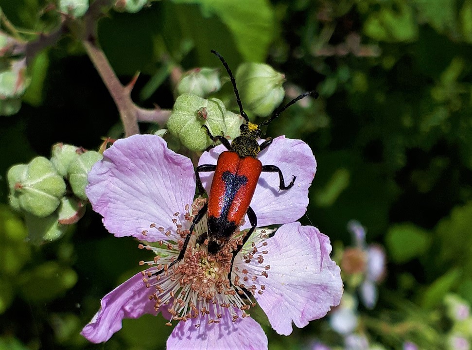 Stictoleptura cordigera cordigera