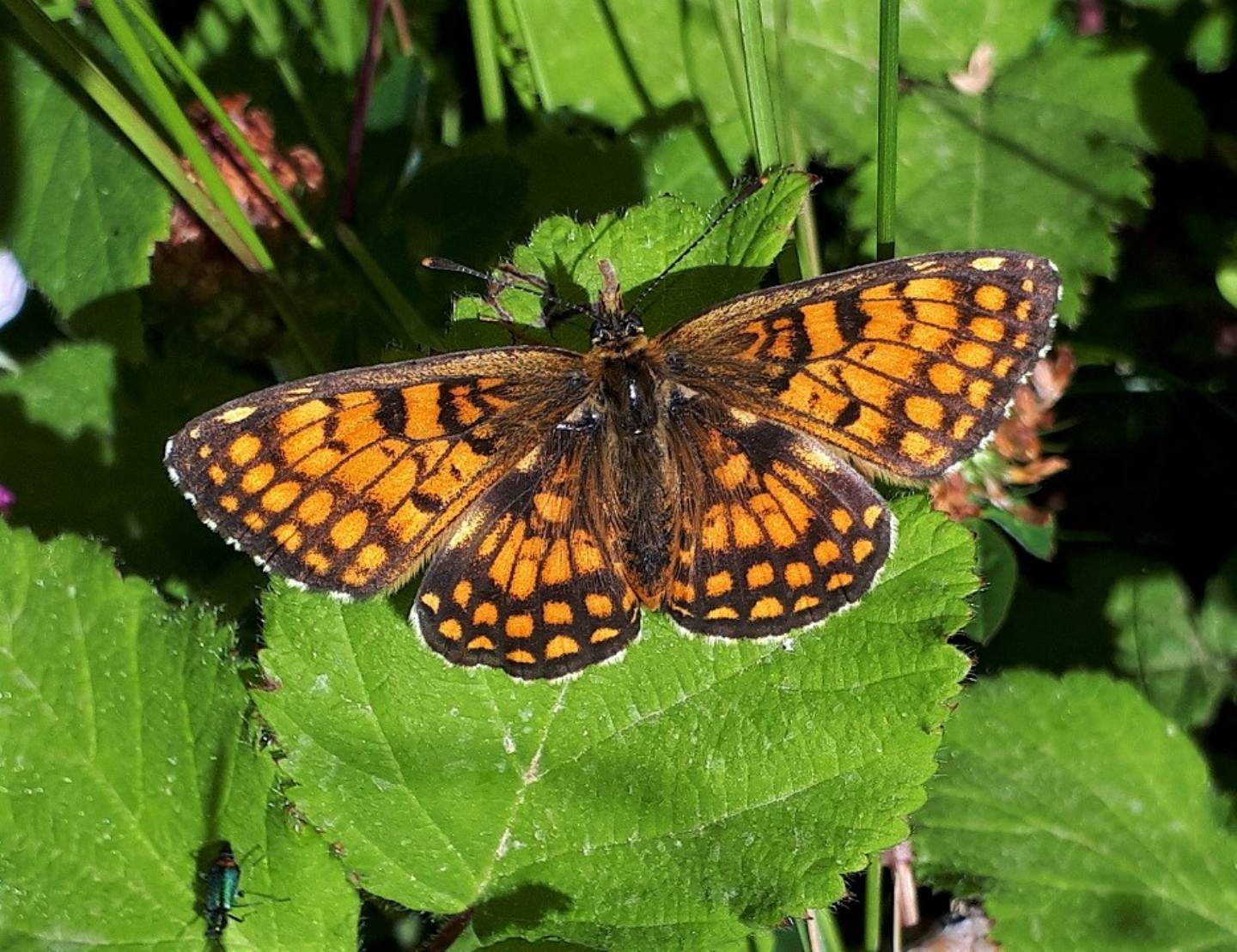 Melitaea nevadensis? - Melitaea celadussa