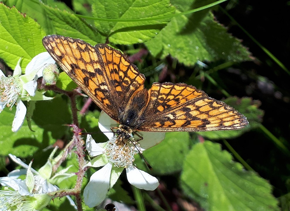 Melitaea nevadensis? - Melitaea celadussa