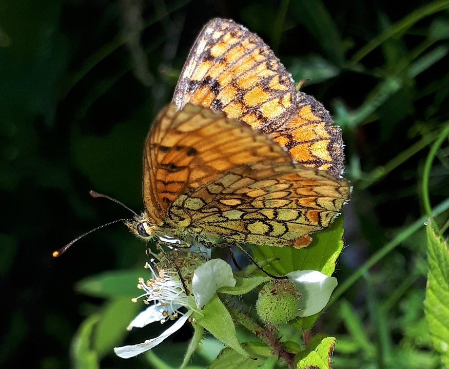 Melitaea nevadensis? - Melitaea celadussa